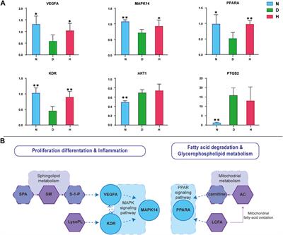 Exploration of the hypoglycemic mechanism of Fuzhuan brick tea based on integrating global metabolomics and network pharmacology analysis